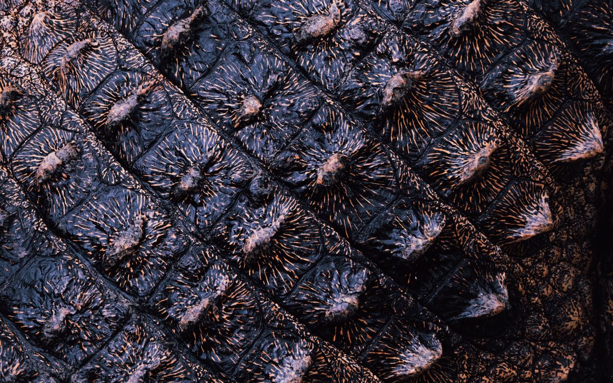 Close-up of exotic alligator leather texture